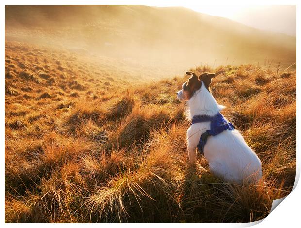A Parson Jack Russell Terrier dog gazing out at a misty sunset  Print by Helen Hotson
