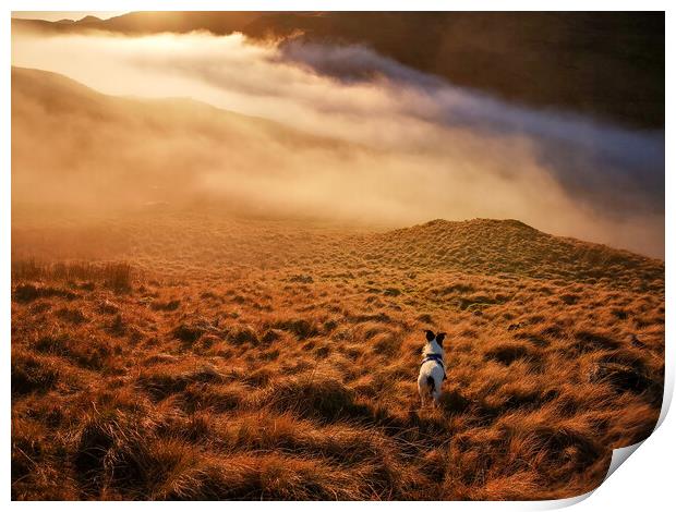 A Parson Jack Russell Terrier dog standing on a mountain slope Print by Helen Hotson