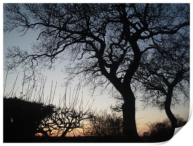 Trees at Sunset Print by Vicki Dack