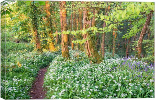 Wild Garlic and Bluebells Canvas Print by Helen Hotson