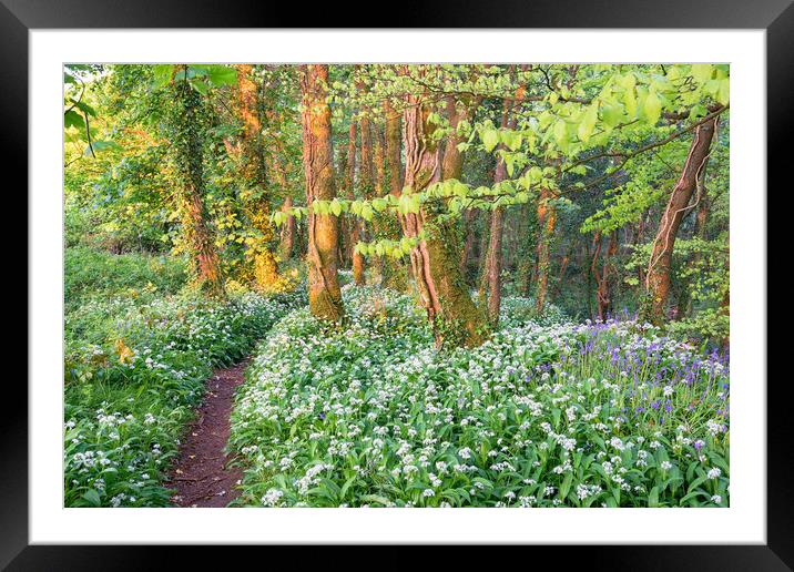 Wild Garlic and Bluebells Framed Mounted Print by Helen Hotson