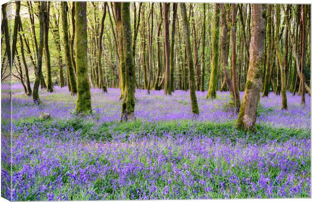 Cornish Bluebell Woods Canvas Print by Helen Hotson