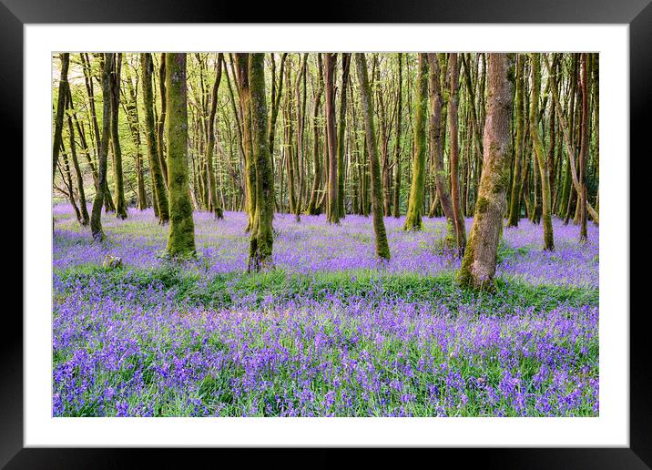 Cornish Bluebell Woods Framed Mounted Print by Helen Hotson