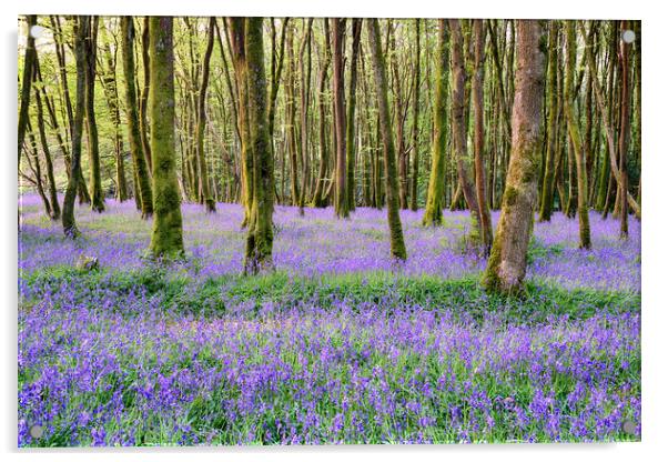 Cornish Bluebell Woods Acrylic by Helen Hotson