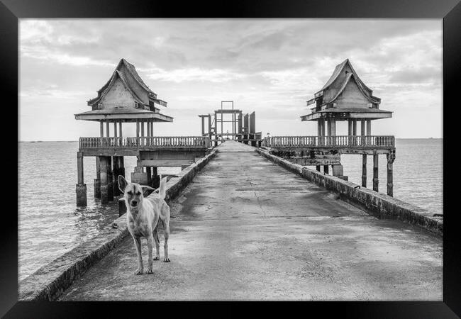 A  street dog at a pier leading to an unfinished temple Framed Print by Wilfried Strang