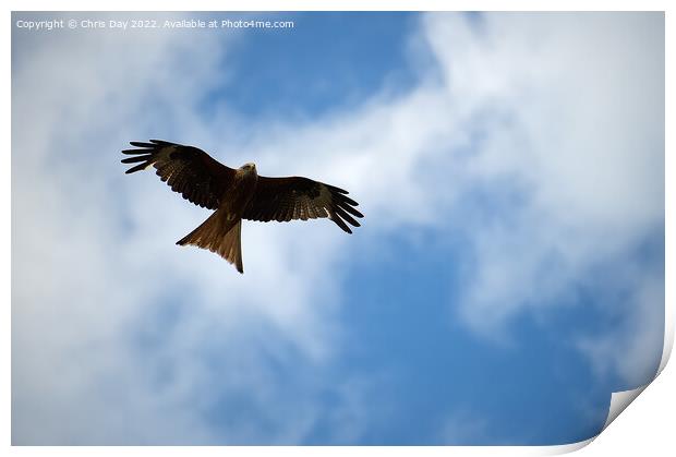 Red Kite Print by Chris Day