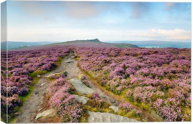 Heather at Winyards Nick Canvas Print by Helen Hotson
