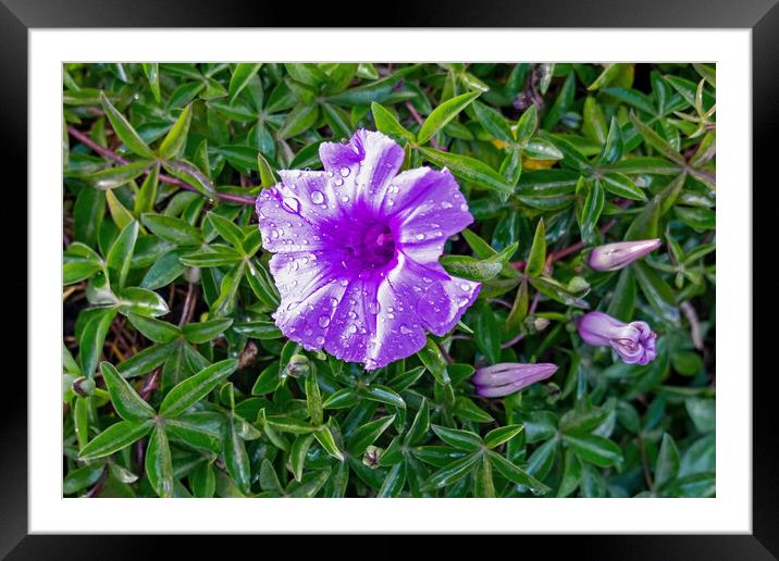 Blue flower after the storm Framed Mounted Print by Joyce Storey