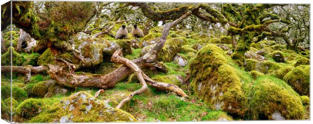 Wistman's Wood on Dartmoor  Canvas Print by Helen Hotson