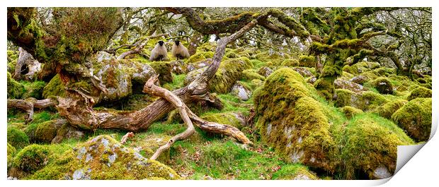 Wistman's Wood on Dartmoor  Print by Helen Hotson