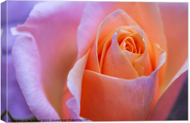 A beautiful apricot colored rose Canvas Print by Joy Walker