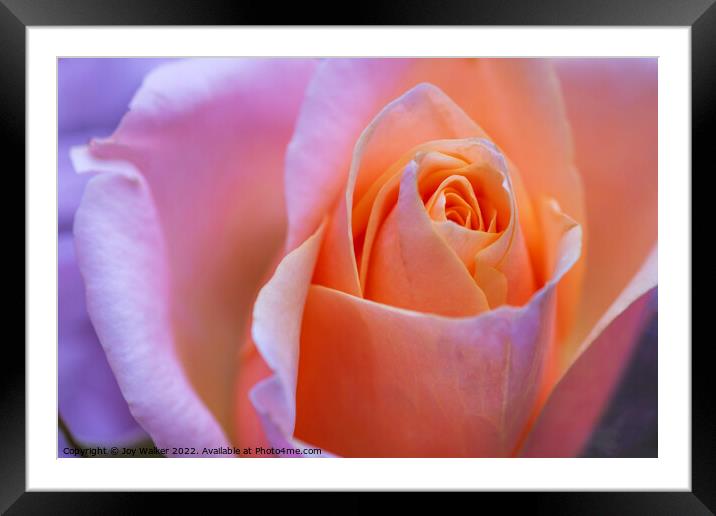 A beautiful apricot colored rose Framed Mounted Print by Joy Walker