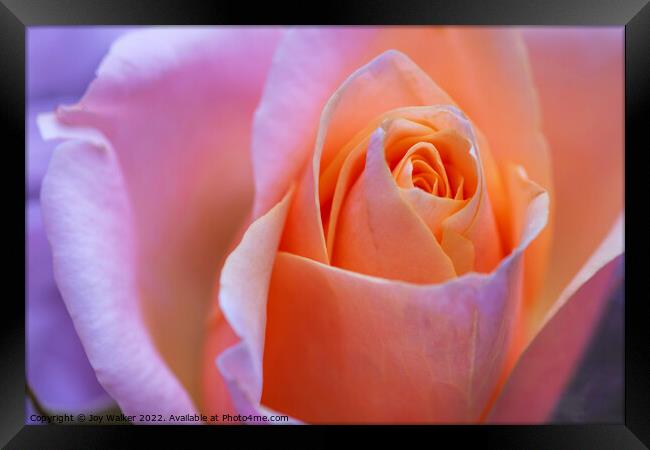 A beautiful apricot colored rose Framed Print by Joy Walker