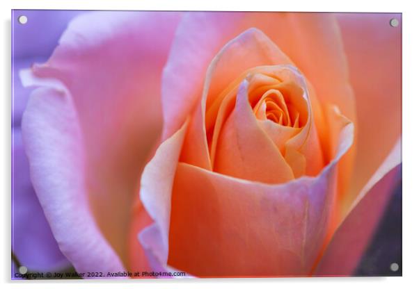 A beautiful apricot colored rose Acrylic by Joy Walker