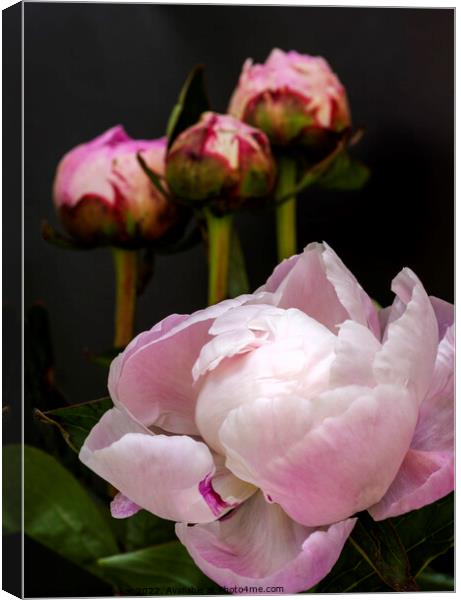 Peony and three buds Canvas Print by Joy Walker