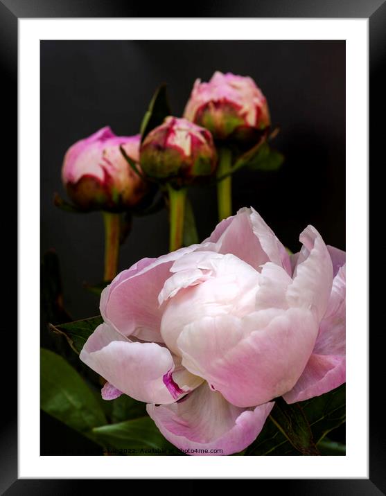 Peony and three buds Framed Mounted Print by Joy Walker