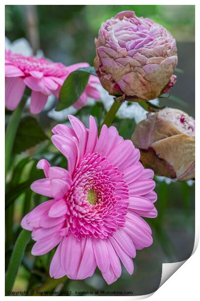 Pink gerbera flowers and dried peony flowers Print by Joy Walker