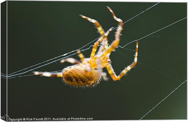 Orb Weaver Spider On Web Canvas Print by Rick Parrott