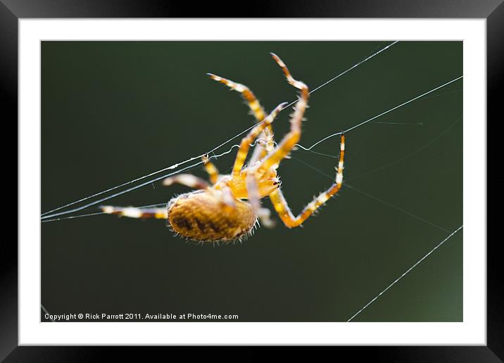 Orb Weaver Spider On Web Framed Mounted Print by Rick Parrott