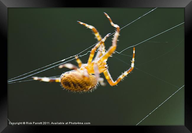 Orb Weaver Spider On Web Framed Print by Rick Parrott