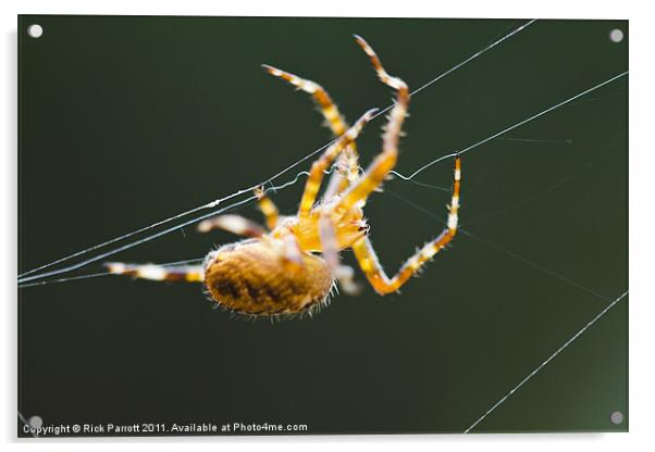 Orb Weaver Spider On Web Acrylic by Rick Parrott