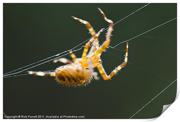 Orb Weaver Spider On Web Print by Rick Parrott