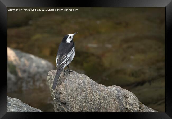 Pied Wagtail on Devon coast Framed Print by Kevin White