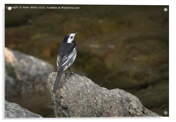 Pied Wagtail on Devon coast Acrylic by Kevin White