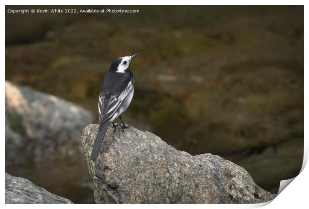 Pied Wagtail on Devon coast Print by Kevin White