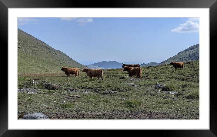 Highland herd Framed Mounted Print by Ciara Hegarty