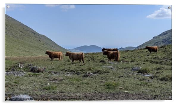 Highland herd Acrylic by Ciara Hegarty