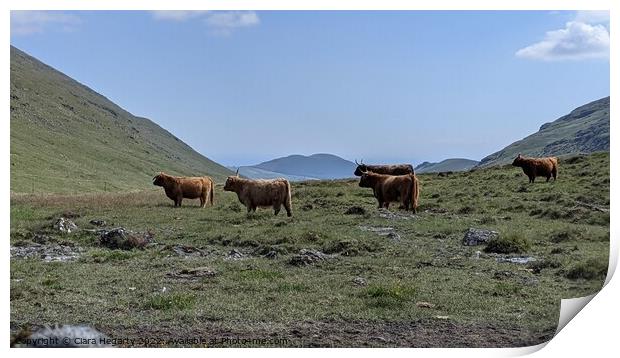 Highland herd Print by Ciara Hegarty
