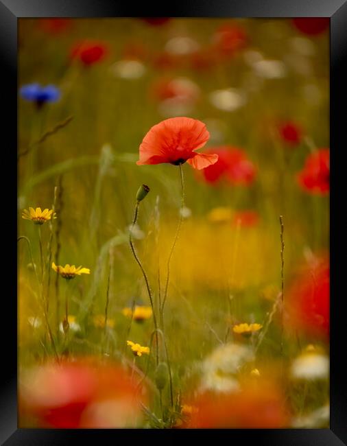 Poppy flower  Framed Print by Simon Johnson