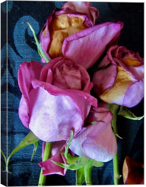 Dying Pink Roses Canvas Print by Stephanie Moore