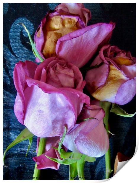 Dying Pink Roses Print by Stephanie Moore