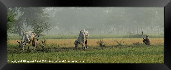 Green Grass Framed Print by Bhagwat Tavri