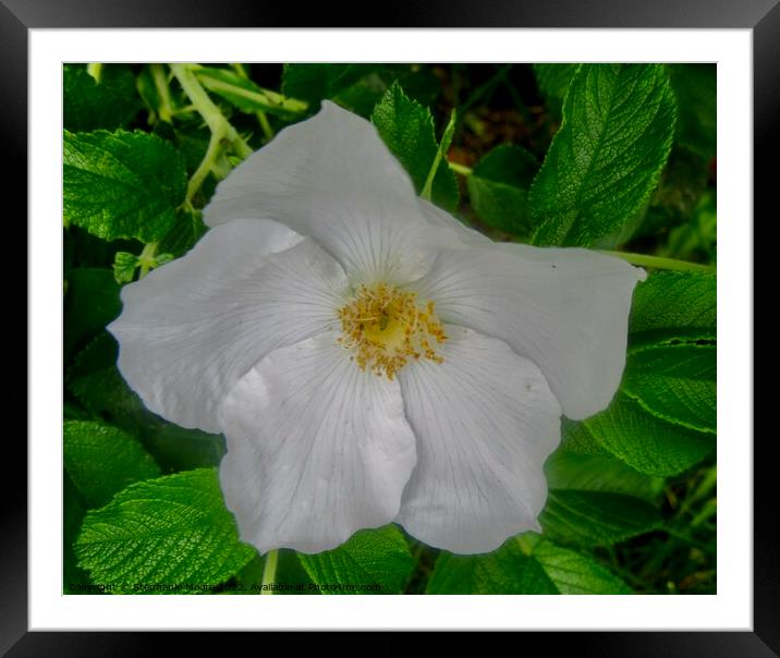 Wild white rose Framed Mounted Print by Stephanie Moore