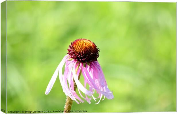 Cone Flowers June 27th 2022 (3A) Canvas Print by Philip Lehman