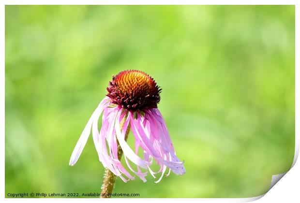 Cone Flowers June 27th 2022 (3A) Print by Philip Lehman