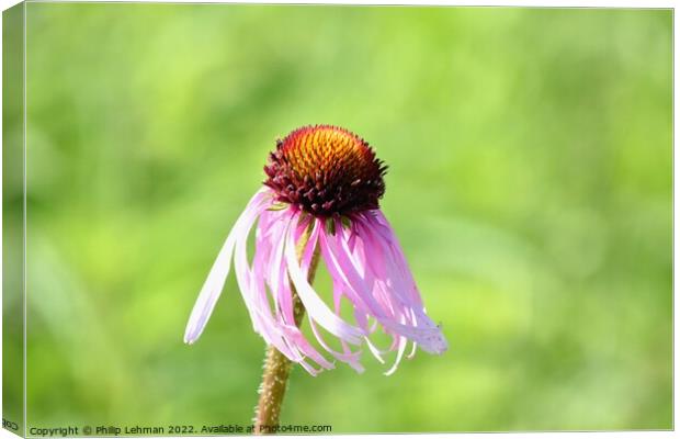 Cone Flowers June 27th 2022 (7A) Canvas Print by Philip Lehman