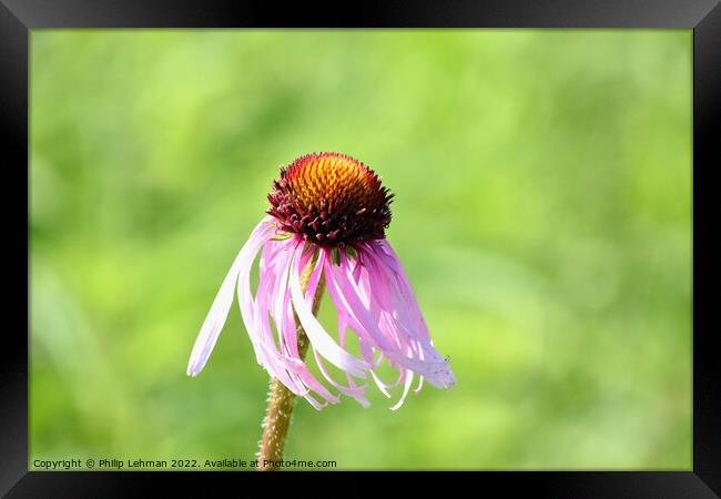 Cone Flowers June 27th 2022 (7A) Framed Print by Philip Lehman