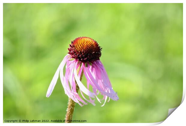 Cone Flowers June 27th 2022 (7A) Print by Philip Lehman