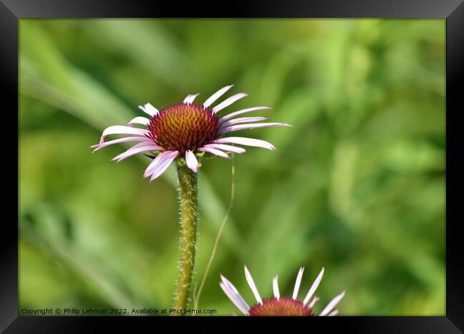 Cone Flowers June 27th 2022 (23A) Framed Print by Philip Lehman