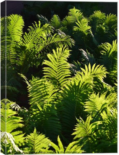 Ferns at Golden Hour (3A) Canvas Print by Philip Lehman