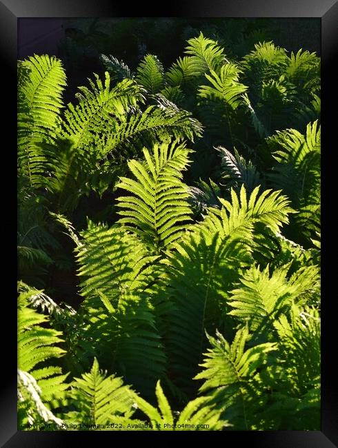 Ferns at Golden Hour (3A) Framed Print by Philip Lehman