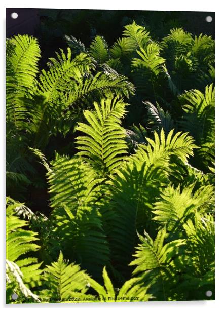 Ferns at Golden Hour (3A) Acrylic by Philip Lehman