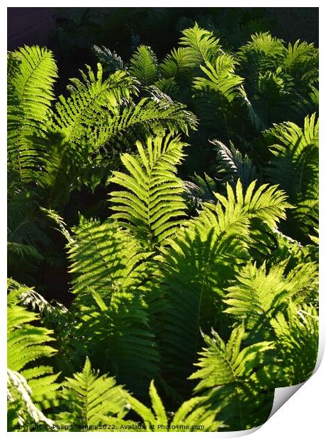 Ferns at Golden Hour (3A) Print by Philip Lehman