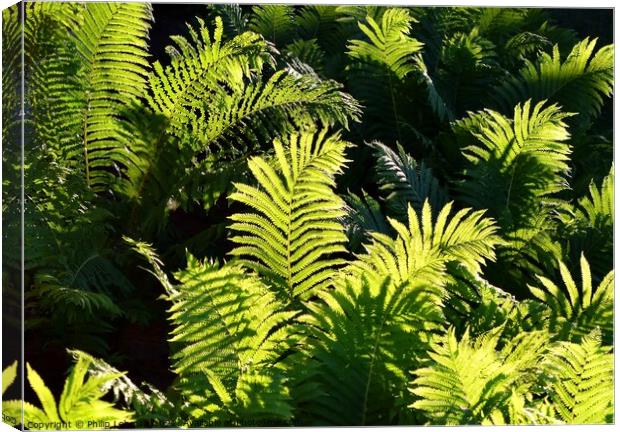 Ferns at Golden Hour (4A) Canvas Print by Philip Lehman