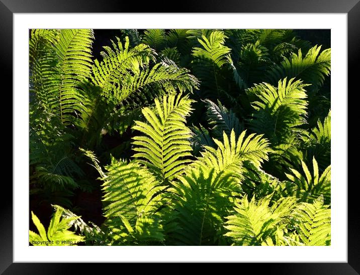 Ferns at Golden Hour (4A) Framed Mounted Print by Philip Lehman