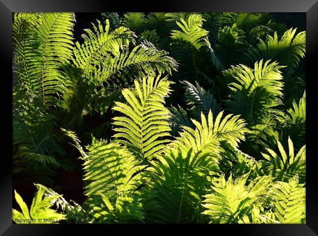 Ferns at Golden Hour (4A) Framed Print by Philip Lehman